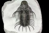New Trilobite Species (Affinities to Quadrops) - Very Large! #86535-4